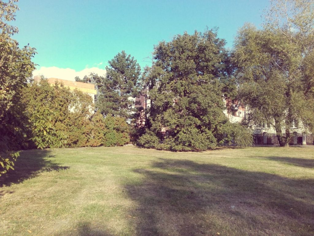 Skwer na ul. Naukowej przed budową plac zabaw. Widok na trawę, krzewy i drzewa.