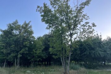 Drzewo na terenie zielonym na końcu ul. ks. Chrościckiego